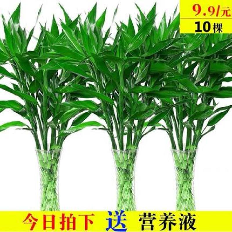 包邮10棵80厘米高富贵竹水培植物盆栽绿植花卉