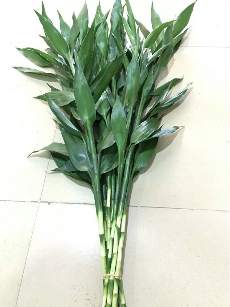 包邮10棵80厘米高富贵竹水培植物盆栽绿植花卉