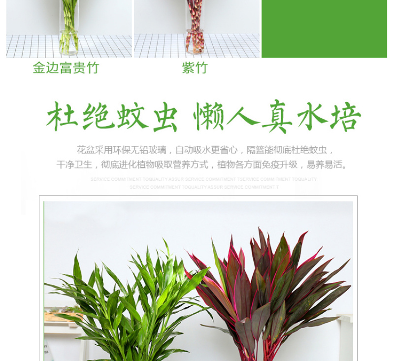 包邮10棵80厘米高富贵竹水培植物盆栽绿植花卉