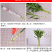 包邮10棵80厘米高富贵竹水培植物盆栽绿植花卉