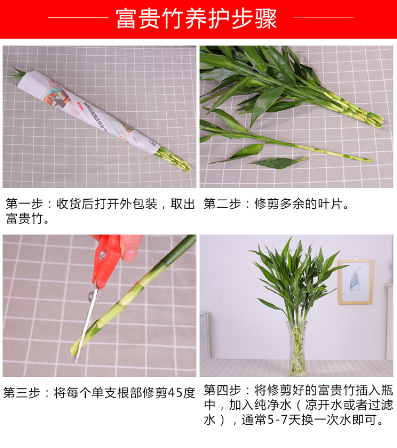 包邮10棵80厘米高富贵竹水培植物盆栽绿植花卉