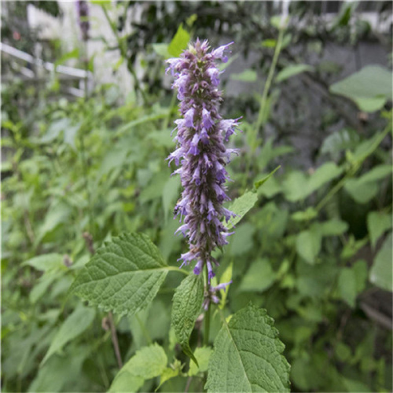 藿香种子正气广藿香种苗药草高产基地用种发芽高