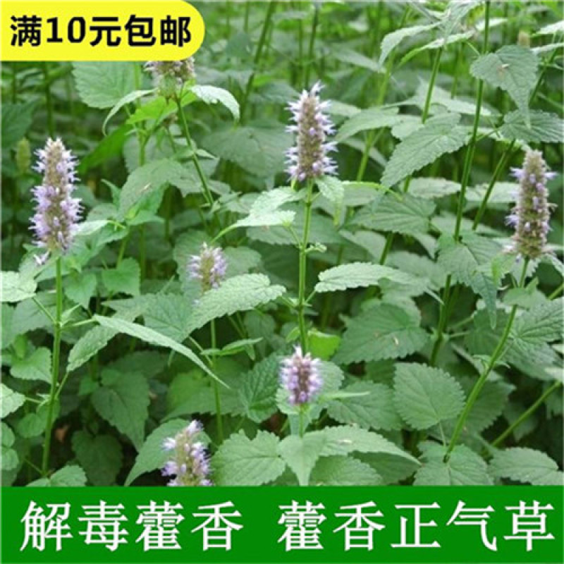 藿香种子正气广藿香种苗药草高产基地用种发芽高