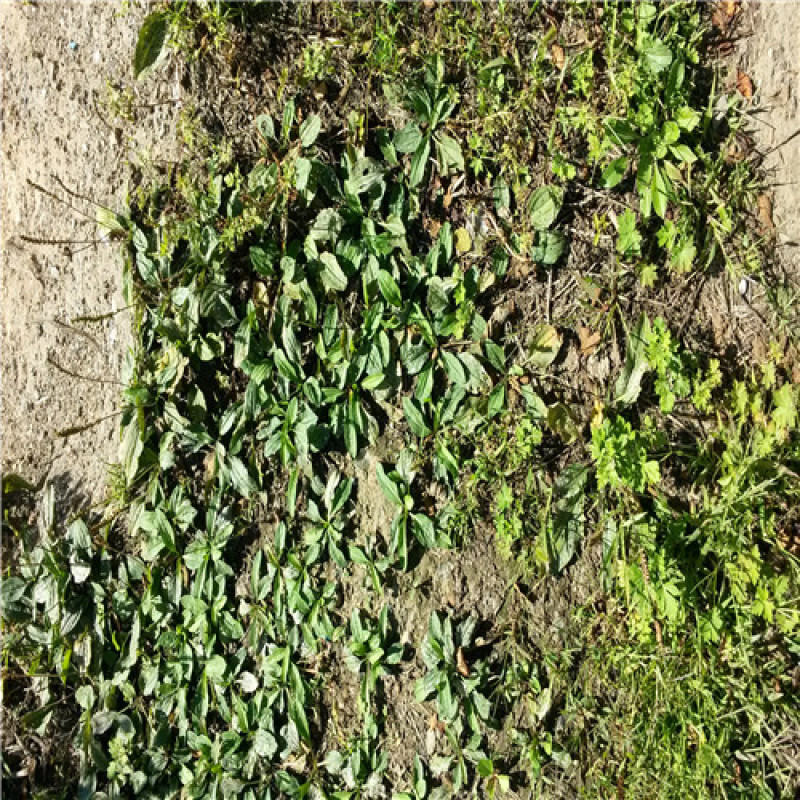 车前草种子纯野生保健蔬菜食用高产车前草野菜种子