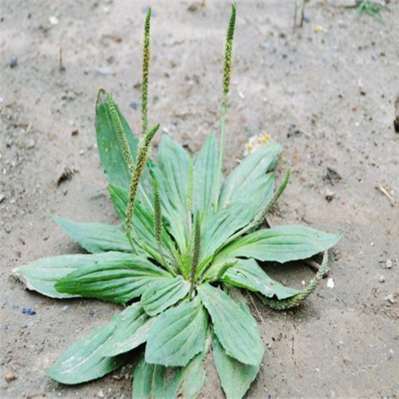 车前草种子纯野生保健蔬菜食用高产车前草野菜种子