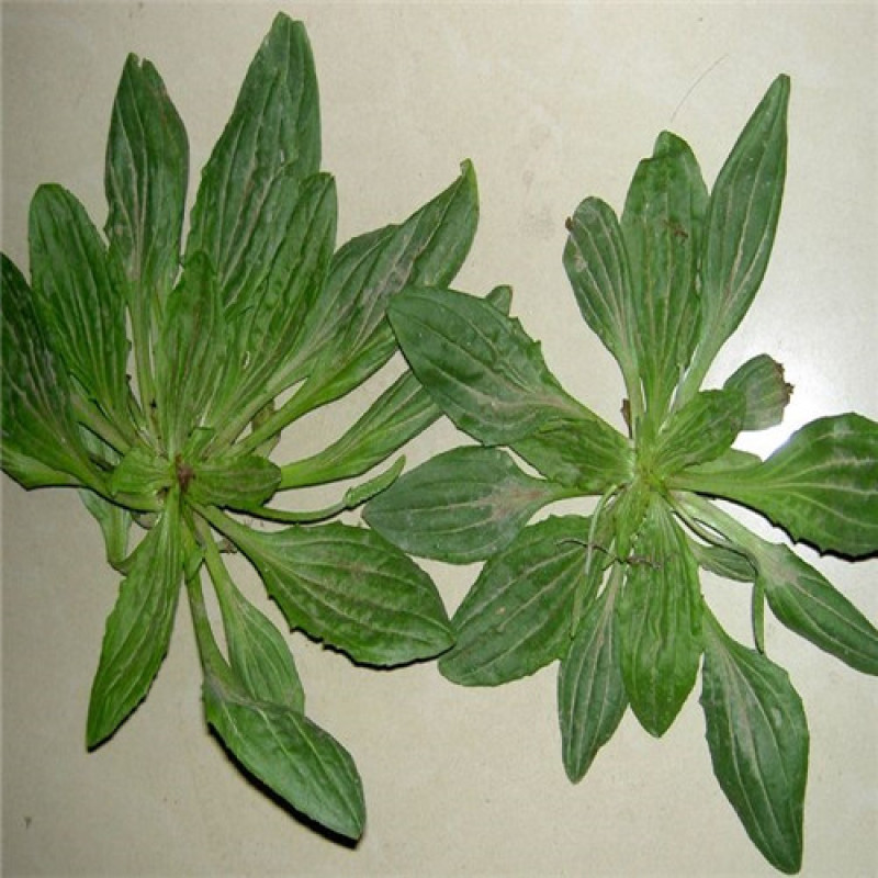 车前草种子纯野生保健蔬菜食用高产车前草野菜种子