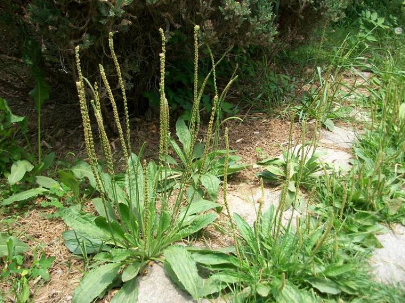车前草种子纯野生保健蔬菜食用高产车前草野菜种子