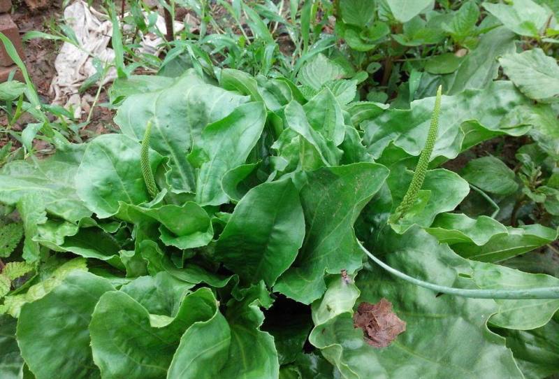 车前草种子纯野生保健蔬菜食用高产车前草野菜种子