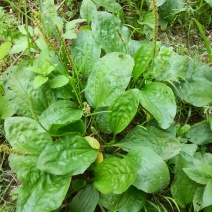 车前草种子纯野生保健蔬菜食用高产车前草野菜种子