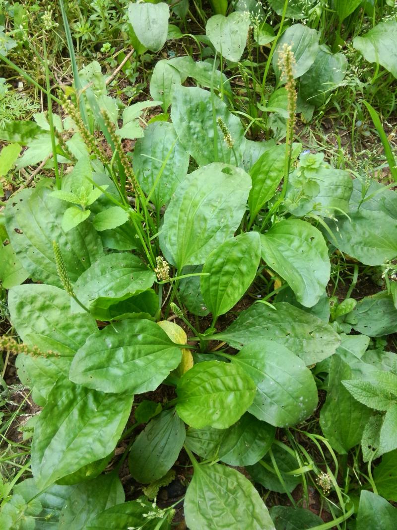车前草种子纯野生保健蔬菜食用高产车前草野菜种子