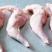 新鲜兔前腿生兔肉当天兔肉新鲜分割兔前腿
