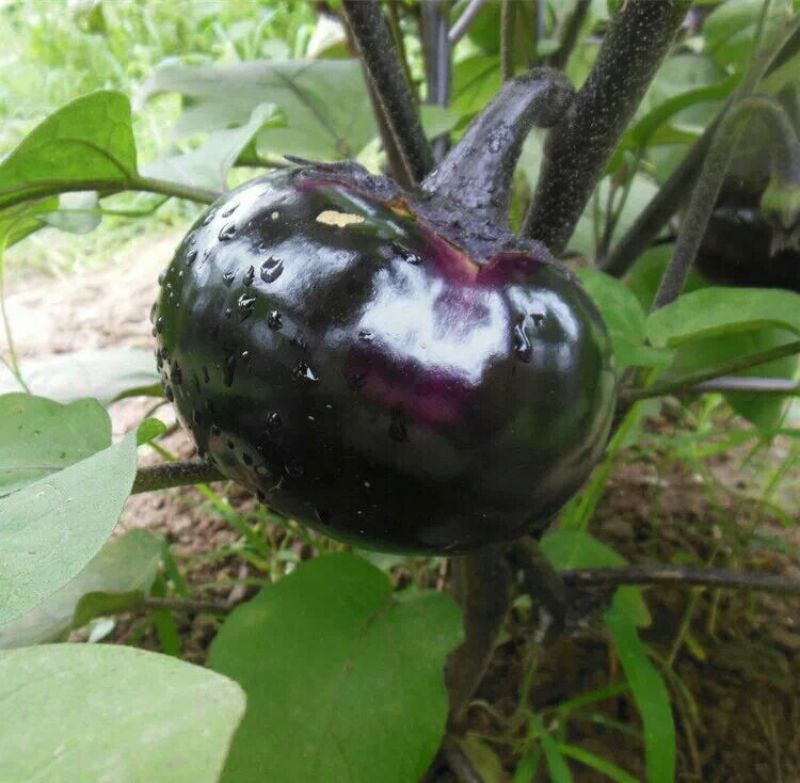 【紫光圆茄】河北饶阳县精品冷棚暖棚圆茄大量上市质量保证