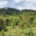 文山文山市新街乡2000亩香蕉种植地出租合作