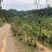 文山文山市新街乡2000亩香蕉种植地出租合作