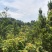 文山文山市新街乡2000亩香蕉种植地出租合作