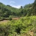 文山文山市新街乡2000亩香蕉种植地出租合作