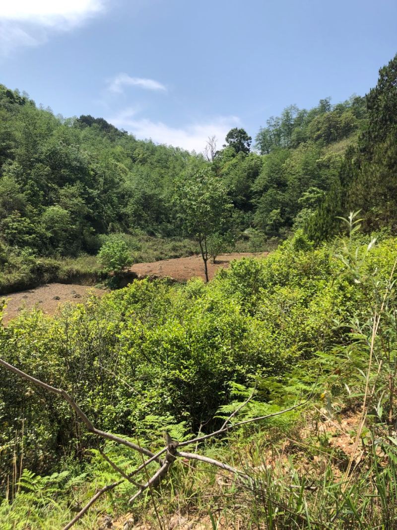 文山文山市新街乡2000亩香蕉种植地出租合作