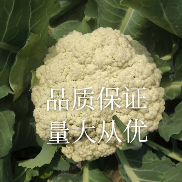 精选万亩优质精品有机花菜1.5-3斤净菜专业代收代发