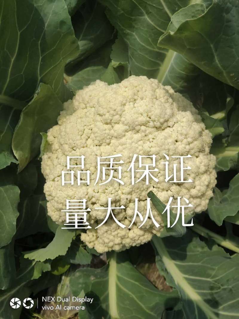 精选万亩优质精品有机花菜1.5-3斤净菜专业代收代发
