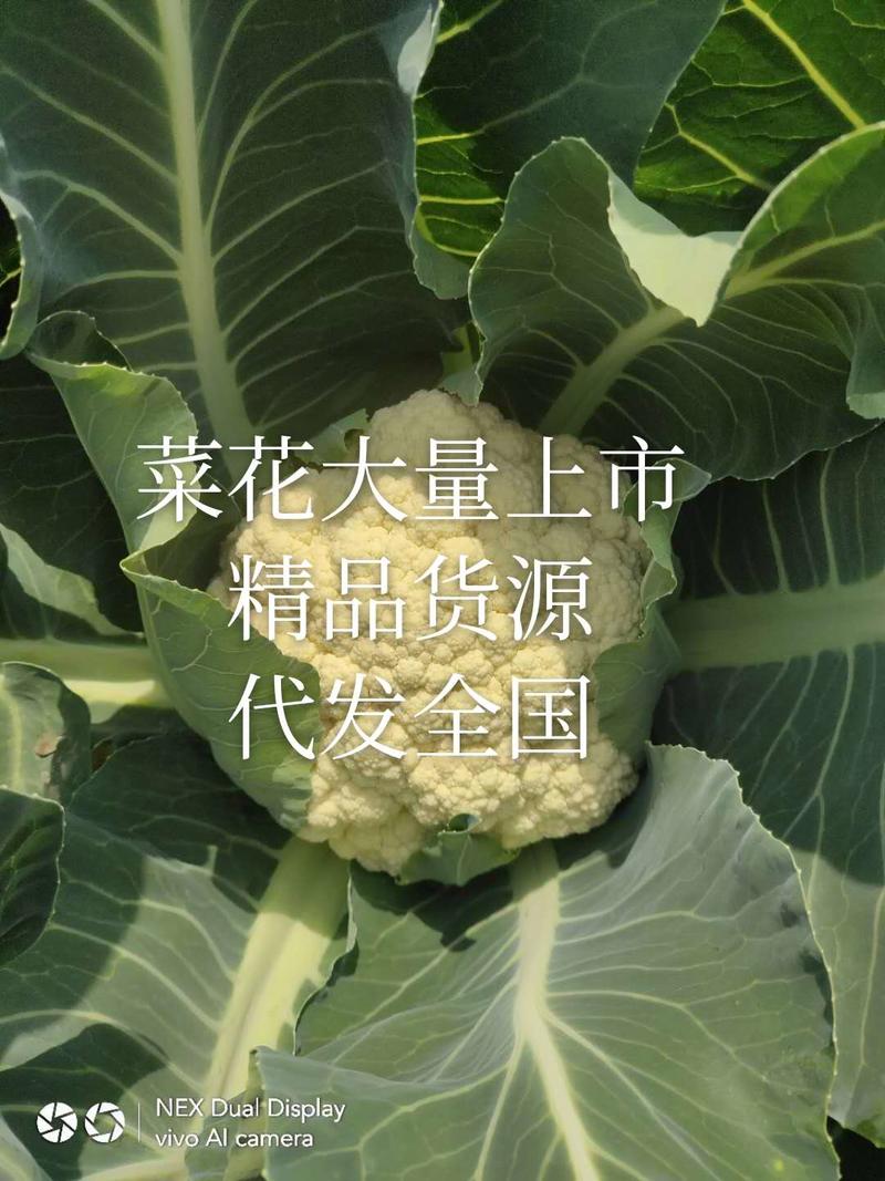 精选万亩优质精品有机花菜1.5-3斤净菜专业代收代发
