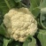 精选万亩优质精品有机花菜1.5-3斤净菜专业代收代发