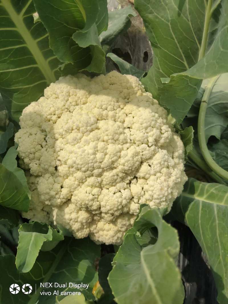 精选万亩优质精品有机花菜1.5-3斤净菜专业代收代发