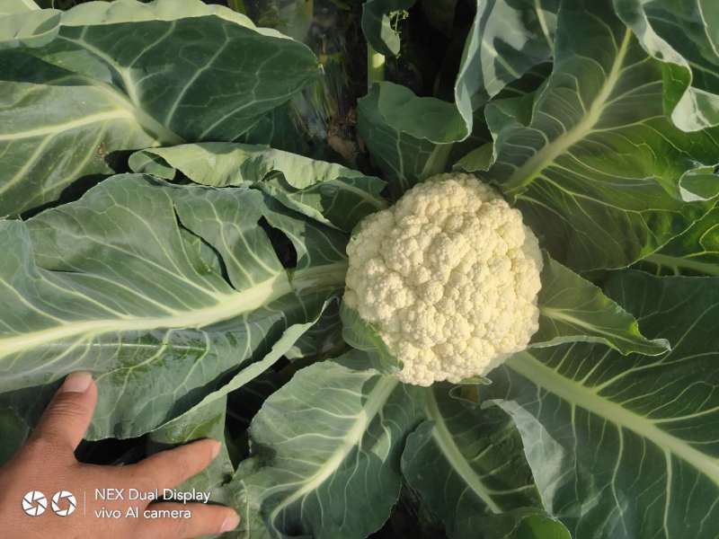 精选万亩优质精品有机花菜1.5-3斤净菜专业代收代发