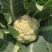 精选万亩优质精品有机花菜1.5-3斤净菜专业代收代发