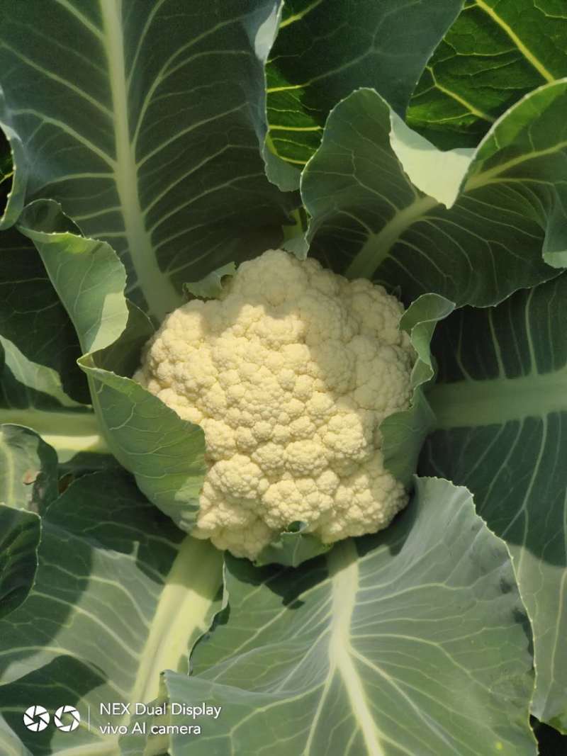 精选万亩优质精品有机花菜1.5-3斤净菜专业代收代发