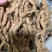 百草源新鲜紫肉巴戟天鲜货老身大肉长期供应