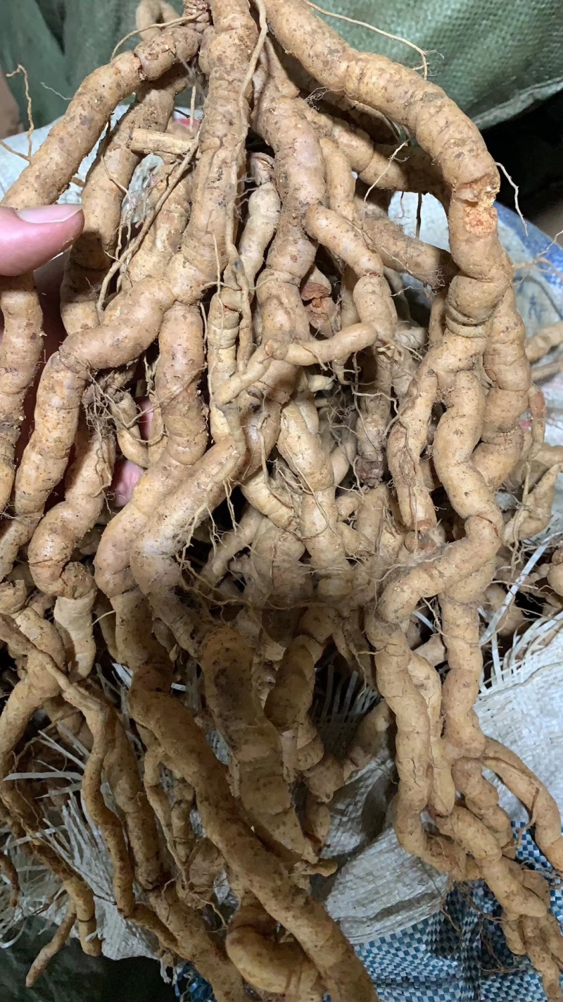 百草源新鲜紫肉巴戟天鲜货老身大肉长期供应