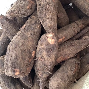 新鲜入地老鼠鲜货钻地老鼠紫茉莉根长期供应