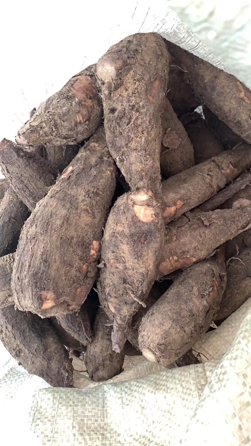 新鲜入地老鼠鲜货钻地老鼠紫茉莉根长期供应