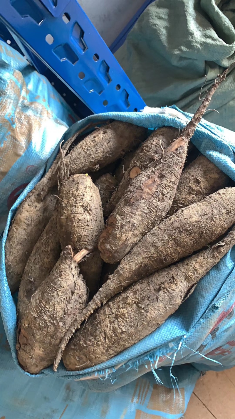 新鲜入地老鼠鲜货钻地老鼠紫茉莉根长期供应