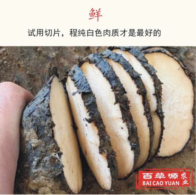 新鲜入地老鼠鲜货钻地老鼠紫茉莉根长期供应