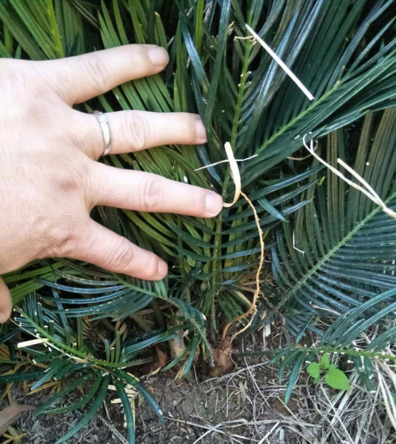 铁树苗批发基地自产自销一年小苏铁苗头径3公分以下
