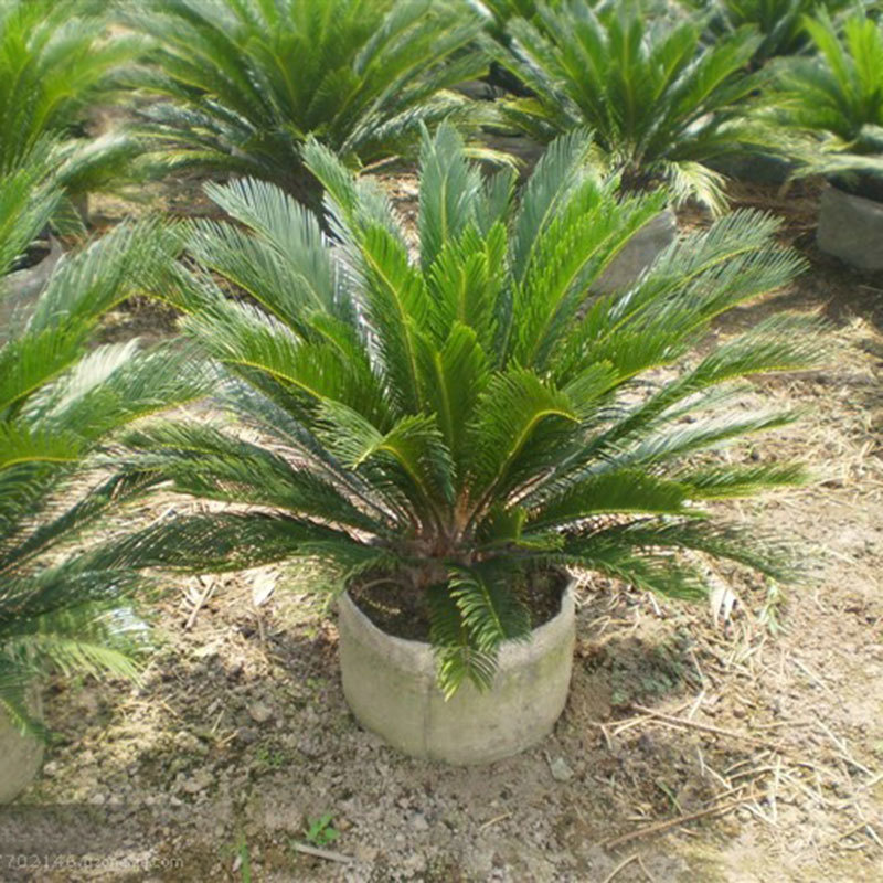 铁树盆景带原土发货庭院门口植物四季常青净化空气