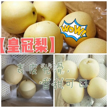 皇冠梨河北万亩基地直供鲜货冷库货常年大量供应