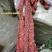 正宗风干牛肉干风干肉手撕牛肉干内蒙古特产小零食袋装真空