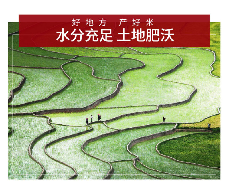 【电商扶贫】金鲜美精品油粘米广东省内包邮