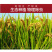 【电商扶贫】金鲜美精品油粘米广东省内包邮