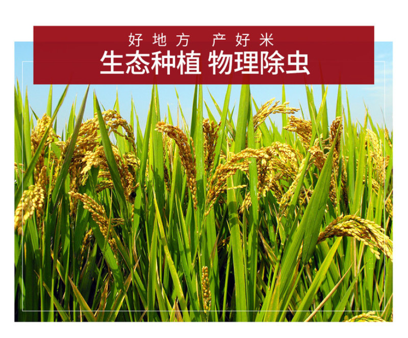 【电商扶贫】金鲜美精品油粘米广东省内包邮