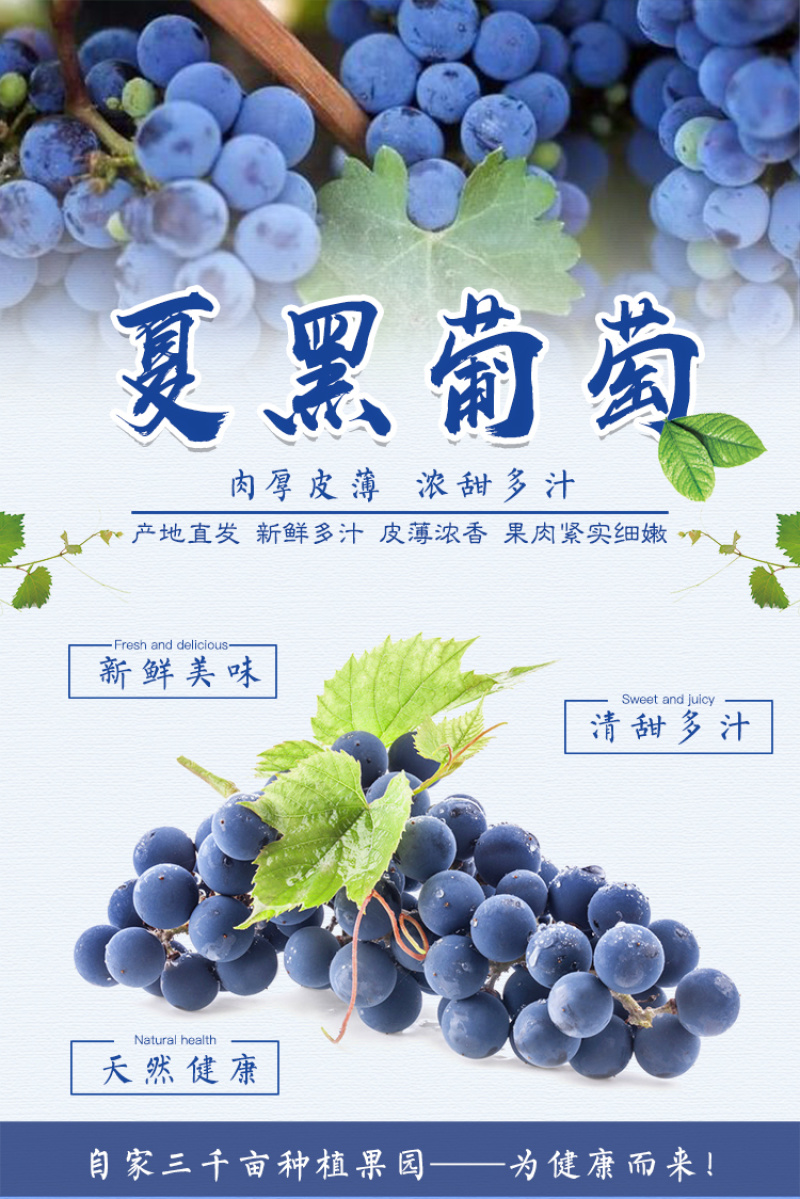云南夏黑葡萄新鲜当季水果无籽黑提应季提子黑加仑6斤