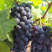 无籽黑提云南夏黑葡萄新鲜当季水果应季提子黑加仑4斤