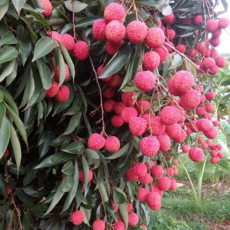 妃子笑荔枝