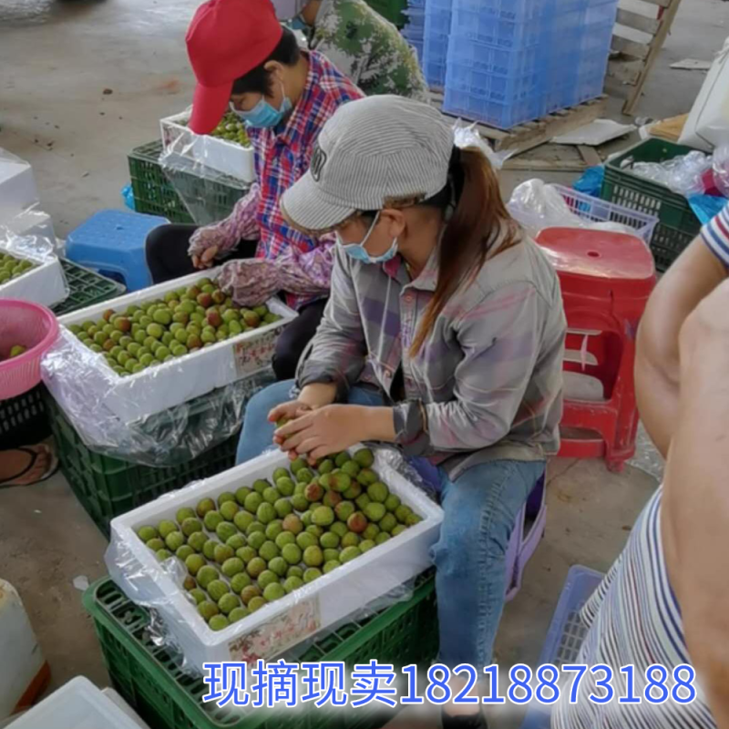 妃子笑荔枝