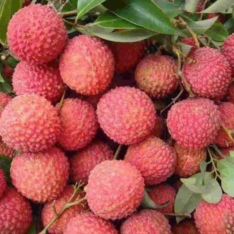 妃子笑荔枝
