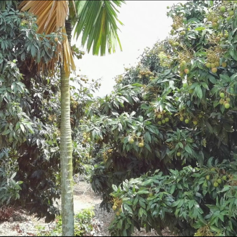 妃子笑荔枝