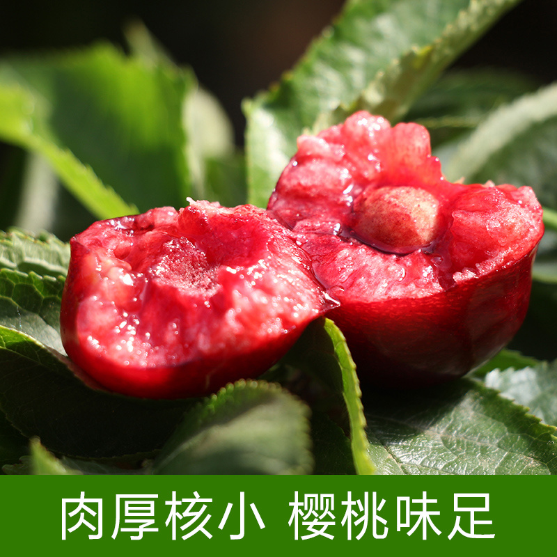 【一件代发】烟台美早大樱桃纯甜樱桃