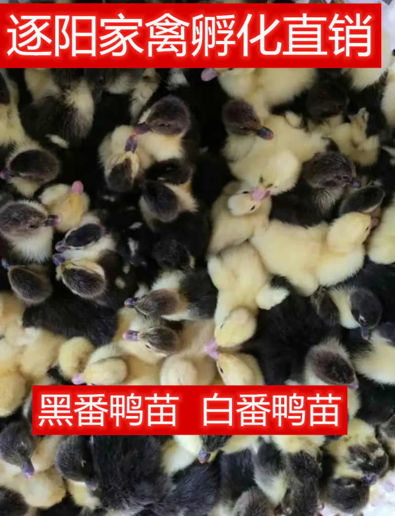 【热销中】番鸭苗黑番鸭苗花番鸭包路损孵化直销